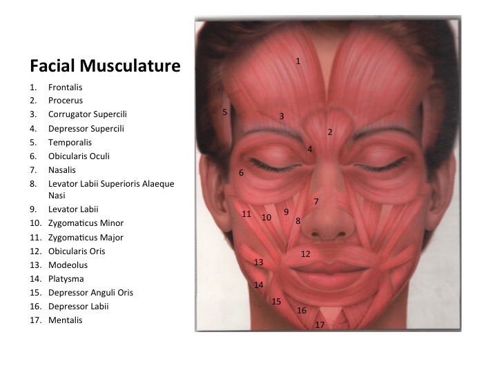 Facial Muscle Contraction 119